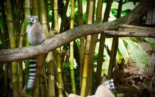 Frivillig Madagaskar