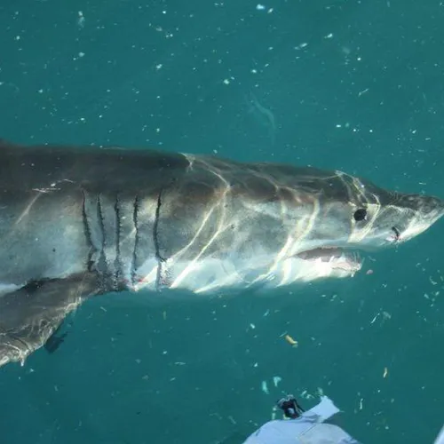 Shark & Marine Conservation