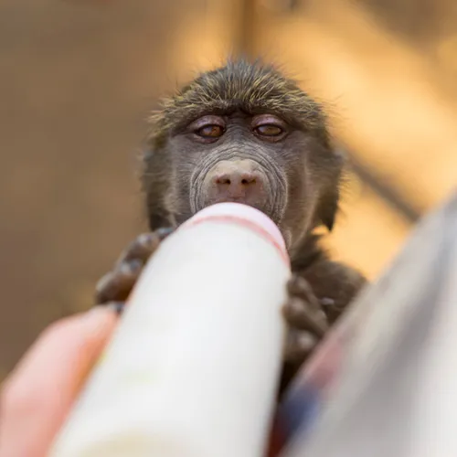 Wildlife Rescue Centre