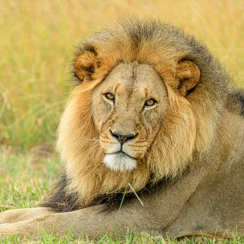 Wildlife Conservation