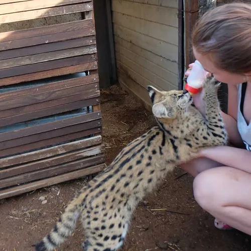 Wild Cat Sanctuary