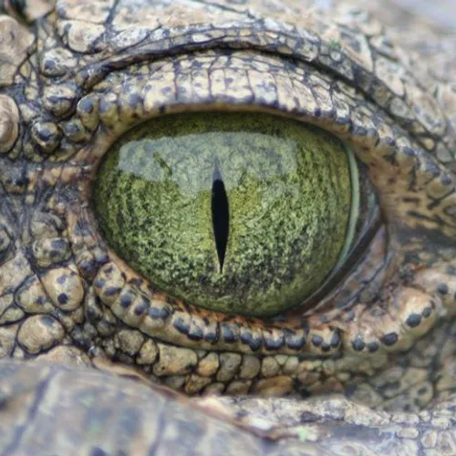 Welgevonden Big 5 Conservation