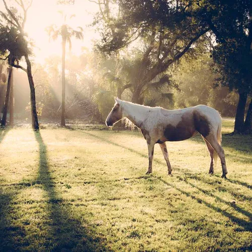 Wild Horse Rescue
