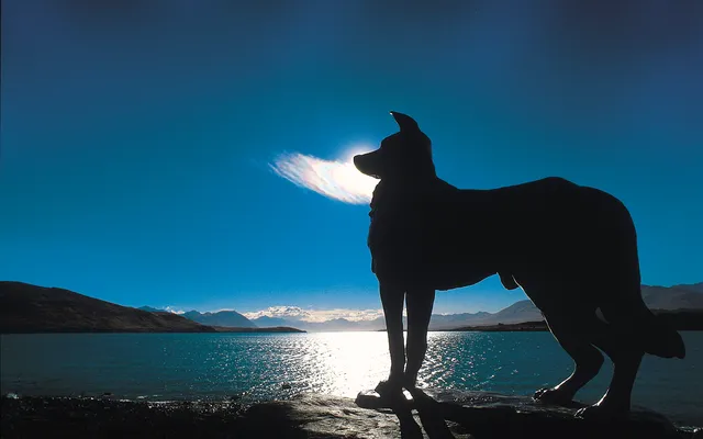 6. Collie Lake Tekapo