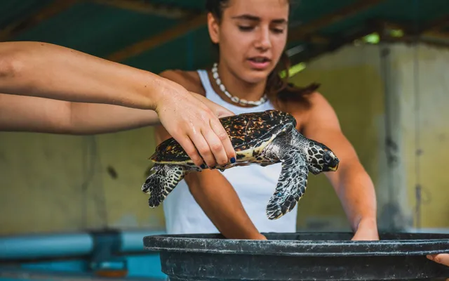 3. Sea Turtle project