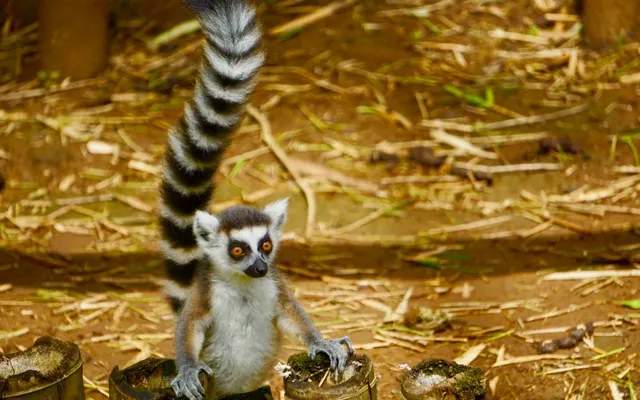 Frivillig Madagaskar