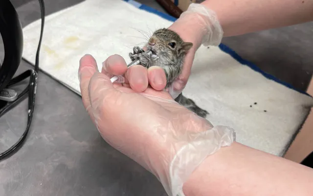 2. Volunteering in Vancouver