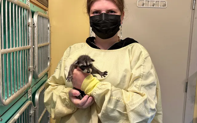 4. Wildlife volunteering in Canada