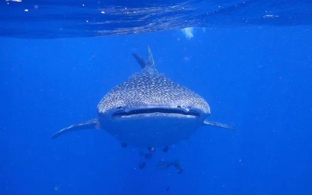 5. Whale shark