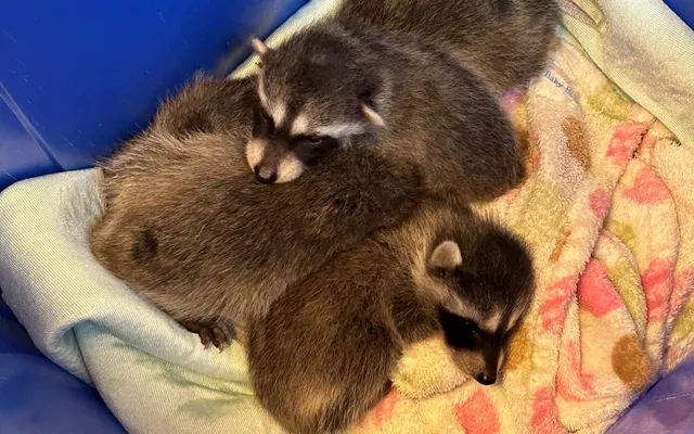 3. Wildlife Volunteer Canada