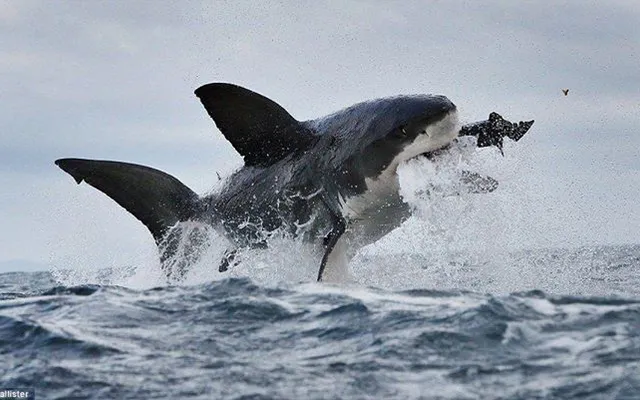 10 things you didn't know about white sharks: http://www.goxplore.se/news-ind.cfm?NewsID=24 written by our marine biologist, Michelle! How many did you know?