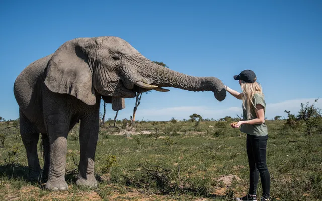4. Jobb med elefanter i Afrika