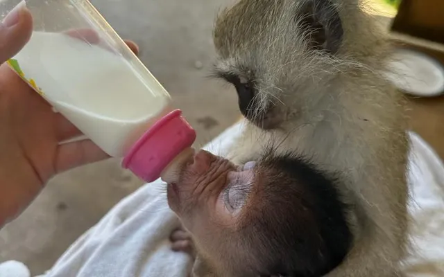 2. Wildlife care in Zimbabwe