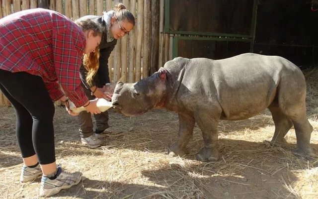 5. Feeding rhinos