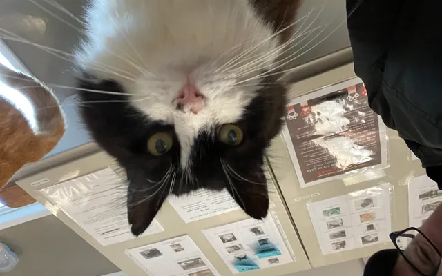 5. Cat