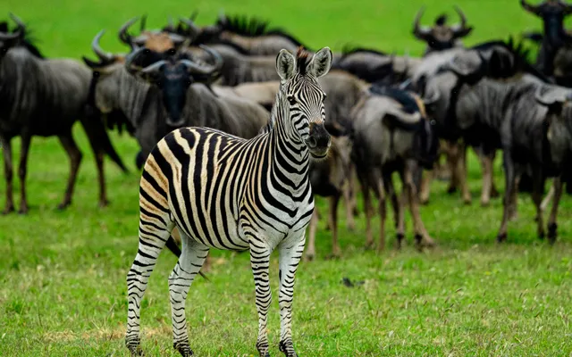 6. Frivillig arbeid Afrika zebra