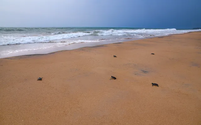 3. Baby sea turtles heading to the ocean