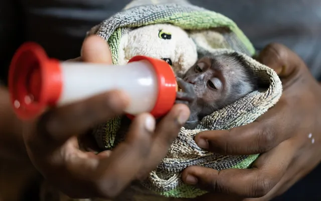 Wildlife Rescue Malawi