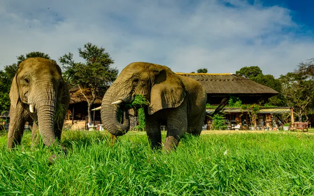 3. Elefanter i Zimbabwe