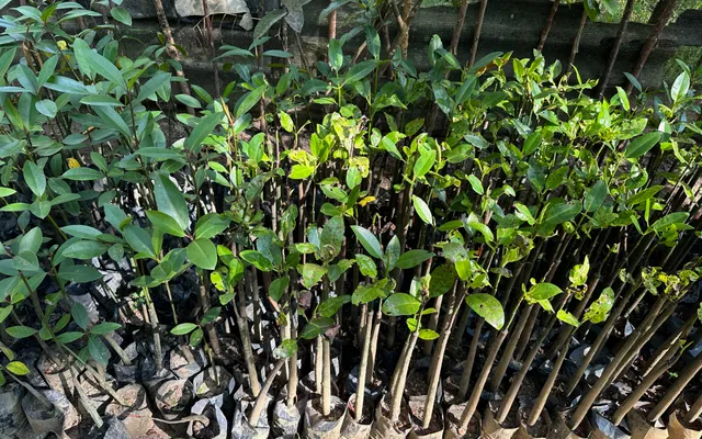 6. Mangrove replanting