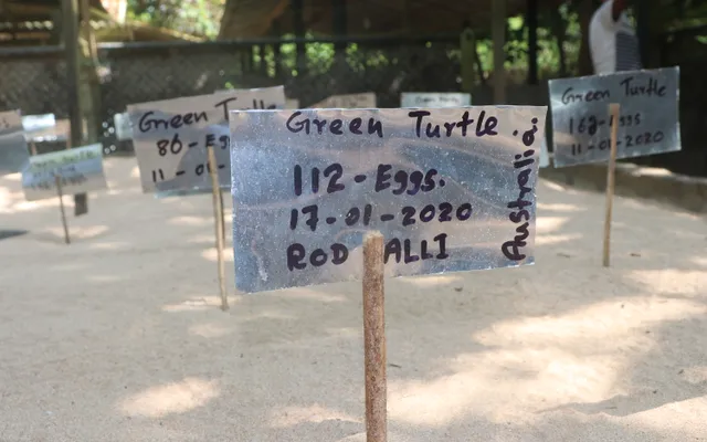 5. Sea turtle eggs that are buried