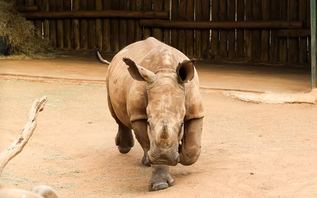 6. Rhino running