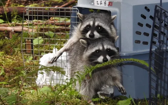 4. Raccoon family.