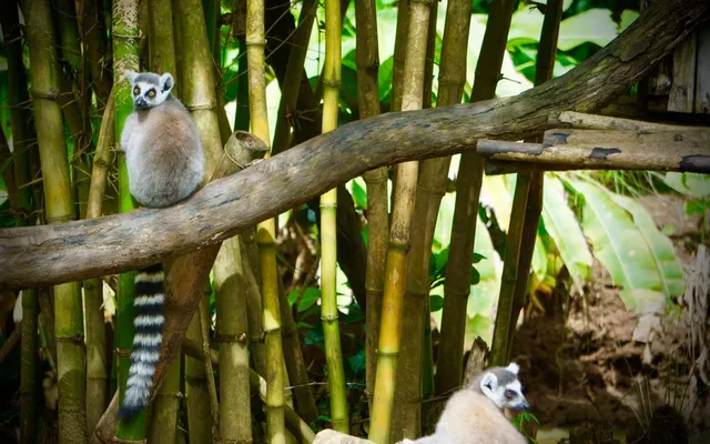 1. Lemur