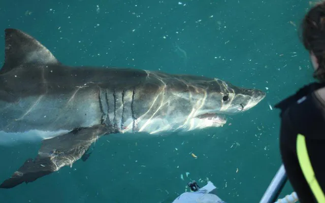 1. Volunteer with great white sharks