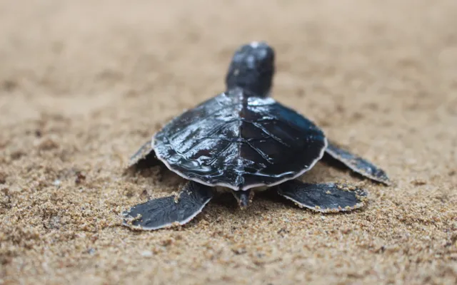 1. Sea turtle baby