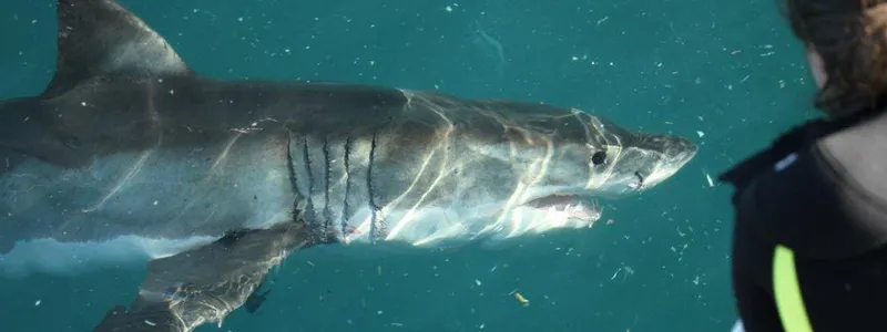 Shark & Marine Conservation