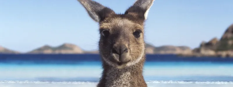Work & Travel Australia