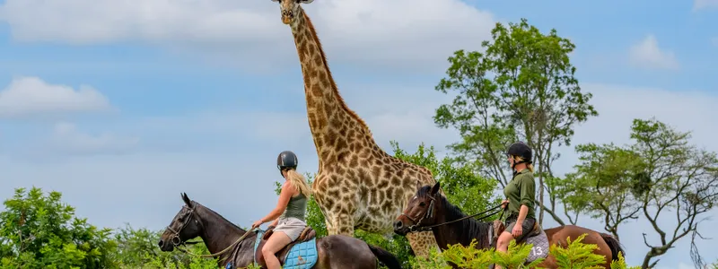 Horse Management