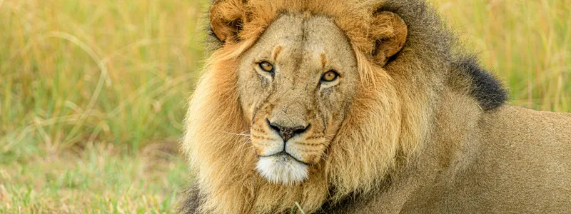 Wildlife Conservation