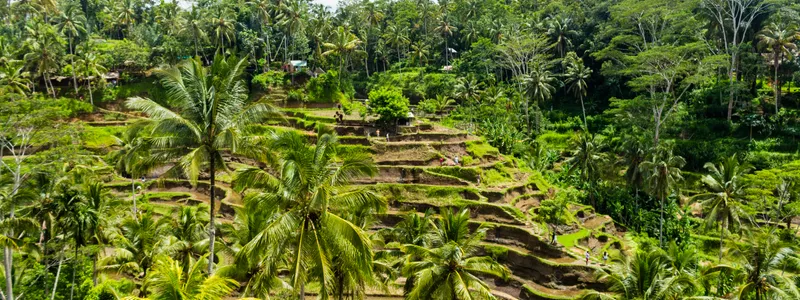 Frivillig Bali