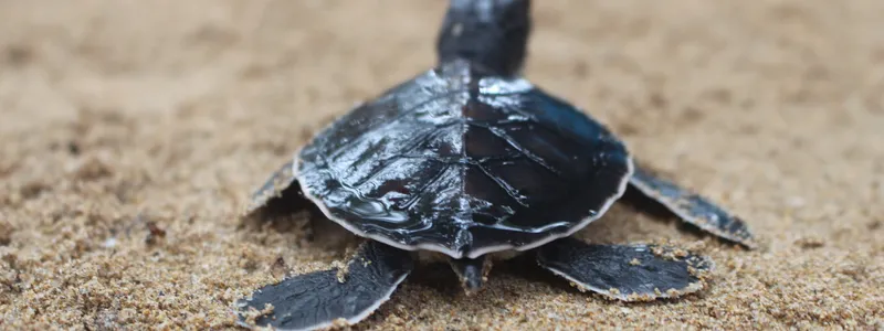Sea Turtle & Marine Conservation