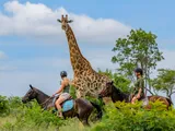 Horse Management