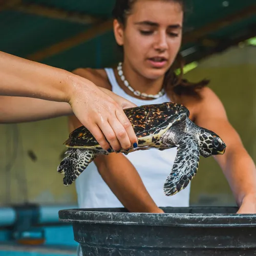 3. Sea Turtle project