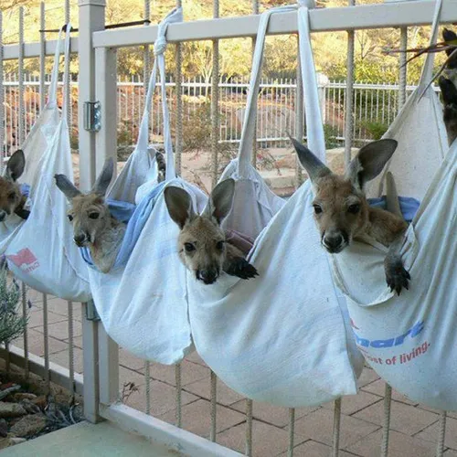 2. Baby kengeroo