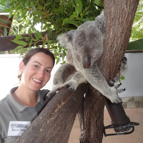 5. Koala sover