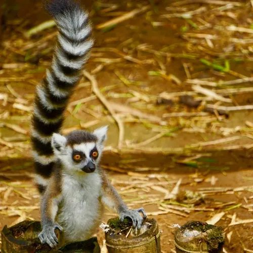 7. Lemur