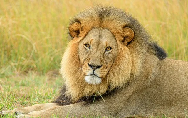 Wildlife Conservation