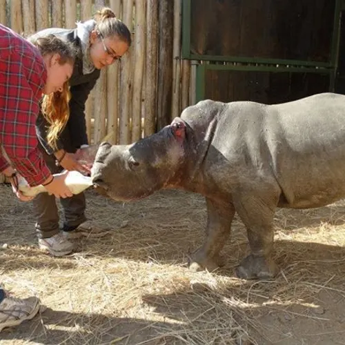 5. Feeding rhinos