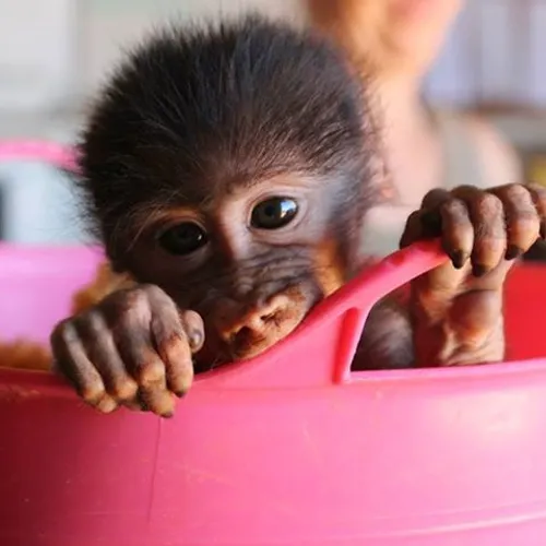 5. Baby apekatt