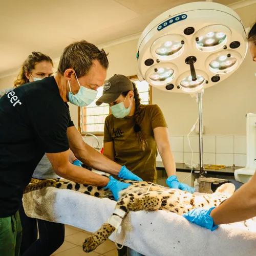 2. Vet Malawi