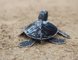 Sea Turtle Conservation