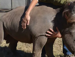 Living with Orphaned Rhinos