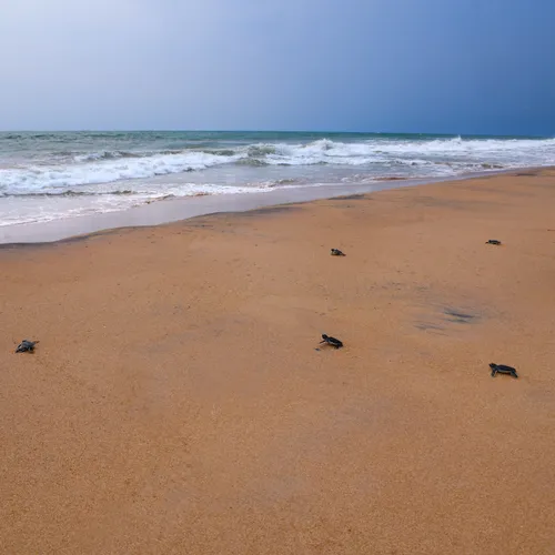 5. Baby sea turtles heading to the ocean