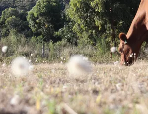 Farm Homestay Australia