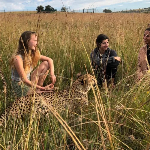 Living with Cheetahs